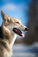 Cute mixed breed dog outside. Mongrel in the snow