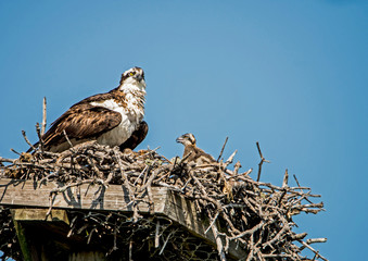 A nesting Osprey caring for her chicks.