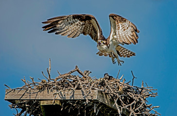 A nesting Osprey caring for her chicks.