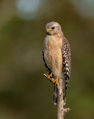 Red Shouldered Hawk 