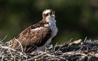 Obraz premium Osprey