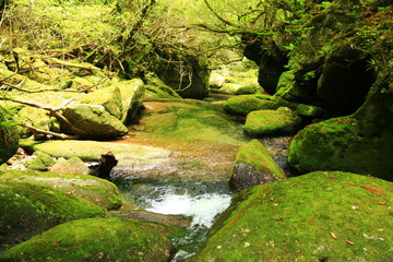 屋久島　苔むすジブリの森 白谷雲水峡