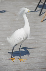 A Snowy Egret makes a nuisance of himself on a fishing dock.