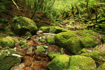 屋久島　苔むすジブリの森 白谷雲水峡