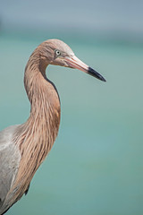 A Reddish Egret is watching a fishing pier for food.