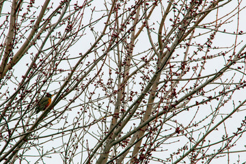 American Robin in maple tree 5324