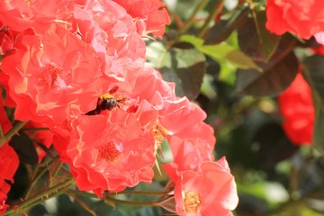 赤い薔薇と薔薇の中から顔を出すクマバチです