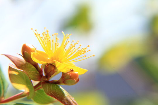 80 Best 弟切草 Images Stock Photos Vectors Adobe Stock