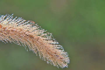 露の付いたエノコログサの上を這う小さな蜘蛛