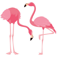 elegant flamingo birds couple