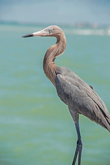 A Reddish Egret is watching a fishing pier for food.