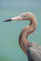 A Reddish Egret is watching a fishing pier for food.