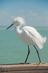 A Snowy Egret makes a pest of himself on a fishing pier.