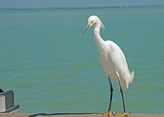 A Snowy Egret makes a pest of himself on a fishing pier.