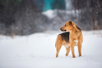 Cute mixed breed dog outside. Mongrel in the snow