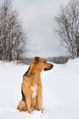 Cute mixed breed dog outside. Mongrel in the snow