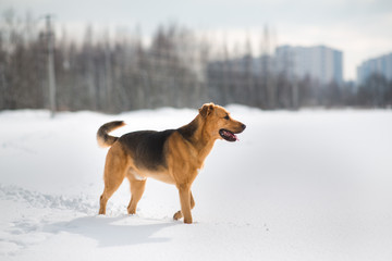 Cute mixed breed dog outside. Mongrel in the snow