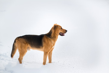 Cute mixed breed dog outside. Mongrel in the snow
