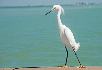 A Snowy Egret makes a pest of himself on a fishing pier.