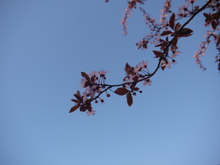 Blossom Tree