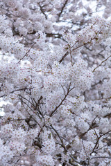 Washington Cherry Blossoms