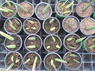 Babosa Aloe Vera