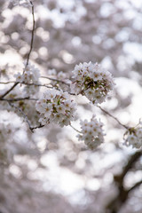 Washington Cherry Blossoms