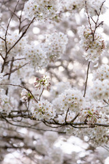 Washington Cherry Blossoms