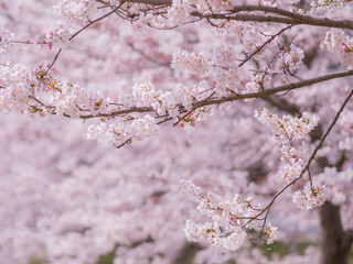 日本の桜