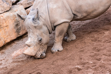 Fototapeta premium Large animals, rhinoceros sniffing the ground in search of food with its horn.