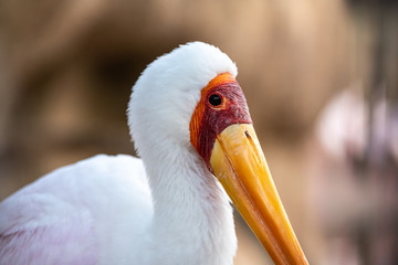 Portrait of a slender African Tantalus, yellow billed stork, walking on the sands of a rocky beach. Mycteria ibis.