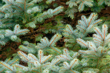 Blue Spruce branches and needles