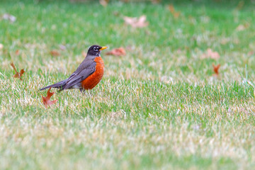 Bobbin American Robin 5356