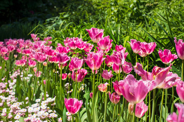 Pink Tulips, nature background