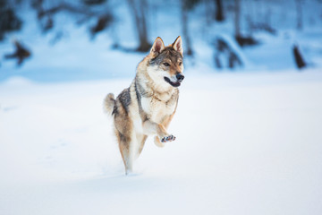 Fototapeta na wymiar Grey Wolf, Canis lupus running at camera direction in a meadow on snow