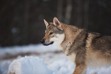 Grey Wolf, Canis lupus standing in a meadow on snow