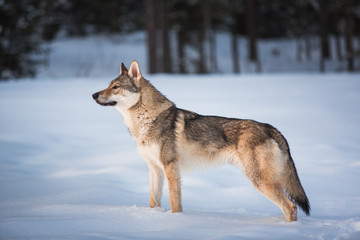 Grey Wolf, Canis lupus standing in a meadow on snow