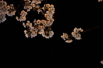 夜の桜・照らされる夜桜