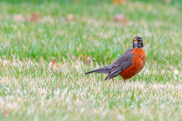 Bobbin American Robin 5363