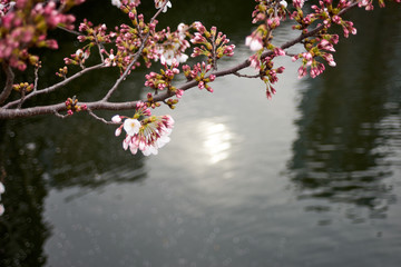 川沿いの桜・咲き始め