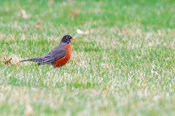 Bobbin American Robin 5366