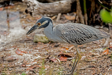 A Yellow Crowned Night Heron catching crabs on the shoreline.