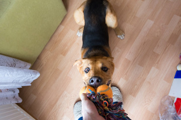 A red mixed breed dog playing with its owner on a frisk morning in a room