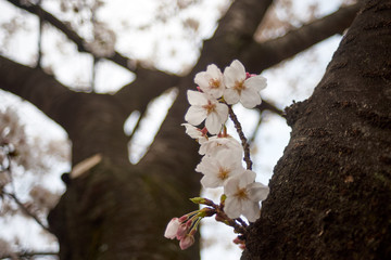 幹から出た花・桜・ソメイヨシノの花