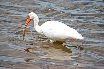 An adult White Ibis fishing in the surf.