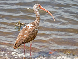 An Immature White Ibis fishing in the surf.
