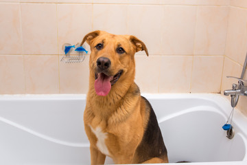 Bathing of the funny mixed breed dog. Dog taking a bubble bath. Grooming dog.