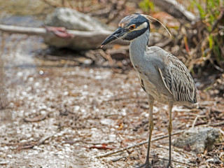 A Yellow Crowned Night Heron catching crabs on the shoreline.