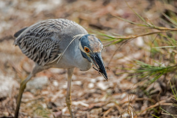 A Yellow Crowned Night Heron catching crabs on the shoreline.