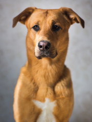 Fototapeta na wymiar Portraif of cute mixed breed dog in intrerior.